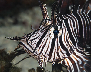 "Lionfish"

from El Quadim Bay, El Quseir. by Henry Jager 